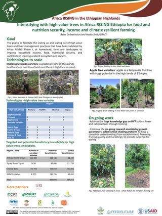 Africa RISING in the Ethiopian Highlands
On going work
- Address the huge knowledge gap on HVT both at lower
and national level through training
- Continue the on-going research monitoring growth
parameters, address fruit shading problem to have a
complete understanding (from establishment, flowering
fruiting quality and marketing), to provide evidence for
scaling
Intensifying with high value trees in Africa RISING Ethiopia for food and
nutrition security, income and climate resilient farming
Aster Gebrekirstos and Hadia Seid (ICRAF)
Goal
The goal is to facilitate the scaling up and scaling out of high value
trees and their management practices that have been validated by
Africa RISING Phase I, at homestead, farm and landscapes to
improve household income, food, nutritional security, and
contribute in creating resilient ecosystem and society.
Fig. 2 Hass fruiting in less than two years
Apple tree varieties: apple is a temperate fruit tree
with huge potential in the high lands of Ethiopia.
Technologies to scale
Improved avocado varieties: avocados are one of the world’s
healthiest and nutritious foods and there is high local demand.
Targeted and potential beneficiary households for high
value trees innovations.
Region / zone Number of
woredas/
kebeles
Potential
beneficiaries
Direct
beneficiaries
Amhara/ North Shewa 22/ 300 233,136 22,430
Tigray/ South Tigray 5/ 56 85,896 21, 728
Oromia/ Bale 15/ 164 106,018 50, 203
SNNPR/ Hadiya 9/ 273 140,795 42,652
Total 565,845 137,013
Regions
High value trees Amhara SNNPR Oromia Tigray
Apple varieties
Princesa X X X
Apple Anna X X X
Avocado varieties
Hass A Type X X X X
Fuerte B Type X X X X
Nabal B Type X X X X
Ettinger B Type X X X X
Red 30 X X X X
Technologies –high value tree varieties
Fig. 1 Hass avocado in Ganna (left) and Ettinger in Jewe (right)
Fig. 4 Ettinger fruit shading in Jewe, while Nabal did not start fruiting yet
Fig. 3 Apple fruiti setting in less than two years in sinnana
Core partners
This poster is copyrighted by the International Livestock Research Institute (ILRI). It is licensed
for use under the Creative Commons Attribution 4.0 International Licence. November 2016
We thank farmers and local partners in Africa RISING sites for their support
 