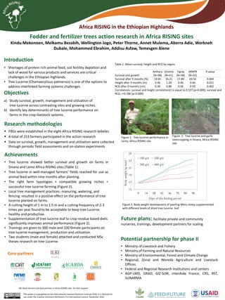 Africa RISING in the Ethiopian Highlands
Core partners
Pictures
Fodder and fertilizer trees action research in Africa RISING sites
Kindu Mekonnen, Melkamu Bezabih, Wellington Jogo, Peter Thorne, Annet Mulema, Aberra Adie, Workneh
Dubale, Mohammed Ebrahim, Addisu Asfaw, Temesgen Alene
Achievements
• Tree lucerne showed better survival and growth on farms in
Sinana and Lemo Africa RISING sites (Table 1).
• Tree lucerne in well-managed farmers’ fields reached for use as
animal feed within nine months after planting.
• The right farm typologies + compatible growing niches =
successful tree lucerne farming (Figure 2).
• Local tree management practices- manuring, watering, and
fencing resulted in a positive effect on the performance of tree
lucerne planted on farms.
• A cutting height of 1 m to 1.5 m and a cutting frequency of 2-3
times per year found to be acceptable to keep tree Lucerne
healthy and productive.
• Supplementation of tree lucerne leaf to crop residue based diets
significantly improves animal performance (Figure 2).
• Trainings are given to 300 male and 100 female participants on
tree lucerne management, production and utilization.
• Two students (male and female) attached and conducted MSc
theses research on tree Lucerne.
Introduction
• Shortages of protein rich animal feed, soil fertility depletion and
lack of wood for various products and services are critical
challenges in the Ethiopian highlands.
• Tree Lucerne (Chamaecytisus palmensis) is one of the options to
address interlinked farming systems challenges
Objectives
a) Study survival, growth, management and utilization of
tree lucerne across contrasting sites and growing niches.
b) Identify key determinants of tree lucerne performance on
farms in the crop-livestock systems.
Research methodologies
 FRGs were established in the eight Africa RISING research kebeles
 A total of 253 farmers participated in the action research
 Data on survival, growth, management and utilization were collected
through periodic field assessments and on-station experiments
Potential partnership for phase II
• Ministry of Livestock and Fishery
• Ministry of Farming and Natural Resources
• Ministry of Environmental, Forest and Climate Change
• Regional, Zonal and Woreda Agriculture and Livestock
Offices
• Federal and Regional Research Institutions and centers
• AGP-LMD, GRAD, GIZ-SLM, InterAide France, CRS, RST,
SUNARMA
Future plans: facilitate private and community
nurseries, trainings, development partners for scaling
Table 1. Mean survival, height and RCD by region
Survival and growth
Amhara
(N=48)
Oromia
(N=41)
Tigray
(N=38)
SNNPR
(N=32)
P value
Survival after 9 months (%) 14.81 35.21 17.89 43.56 0.000
Height after 9 months (m) 0.36 1.24 0.46 0.66 0.021
RCD after 9 months (cm) 0.34 0.88 0.56 0.93 0.002
Correlations: survival and height correlation(r) is equal to 0.527 (p=0.000); survival and
RCD, r=0.786 (p=0.000)
15
17
19
21
23
25
0 14 28 42 56 70 84 90
Bodyweightkghead-1
Days of the feeding period
100 g/d 200 g/d
300 g/d 400 g/d
Figure 3. Body weight development of yearling Menz sheep supplemented
with different levels of dried tree lucerne leaf
Figure 1. Tree lucerne performance in
Lemo, Africa RISING site
Figure 2. Tree lucerne and garlic
intercropping in Sinana, Africa RISING
site
This poster is copyrighted by the International Livestock Research Institute (ILRI). It is licensed for
use under the Creative Commons Attribution 4.0 International Licence. November 2016
We thank farmers and local partners in Africa RISING sites for their support
 