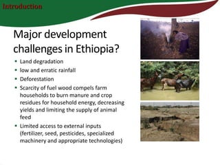 Introduction



   Major development
   challenges in Ethiopia?
    Land degradation
    low and erratic rainfall
    Deforestation
    Scarcity of fuel wood compels farm
     households to burn manure and crop
     residues for household energy, decreasing
     yields and limiting the supply of animal
     feed
    Limited access to external inputs
     (fertilizer, seed, pesticides, specialized
     machinery and appropriate technologies)
 