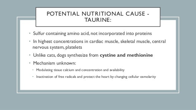 taurine and carnitine in canine cardiomyopathy