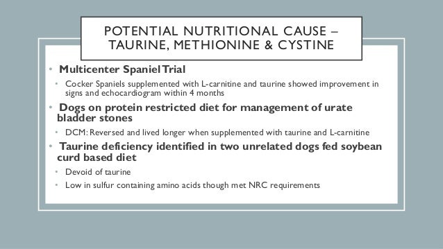 taurine and carnitine in canine cardiomyopathy