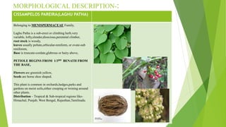 A REVIEW ON PHYTOPHARMACOLOGICAL -DR.ARJUN GROVER.pptx