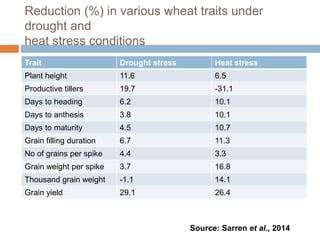 Drought and heat stress in late sown wheat and mitigation strategies | PPTX