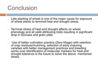 Drought and heat stress in late sown wheat and mitigation strategies | PPTX