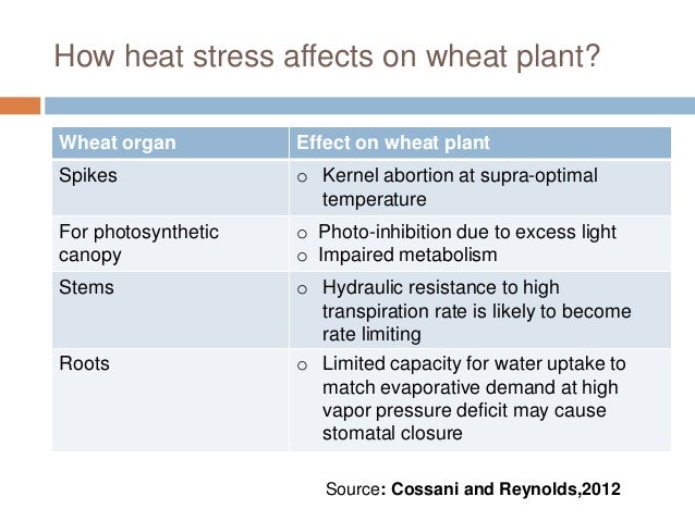 wheat n requirements for heat sown Drought and wheat in mitigation late and stress wheat n requirements for heat sown Drought and wheat in mitigation late and stress