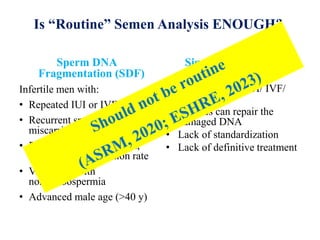 Sperm DNA
Fragmentation (SDF)
Infertile men with:
• Repeated IUI or IVF failure
• Recurrent spontaneous
miscarriages (ESHRE, 2018)
• Previous low fertilization,
cleavage or blastulation rate
• Varicocele with
normozoospermia
• Advanced male age (>40 y)
Significance of SDF
• Live birth after IUI/ IVF/
ICSI- ?
• Oocytes can repair the
damaged DNA
• Lack of standardization
• Lack of definitive treatment
Is “Routine” Semen Analysis ENOUGH?
 