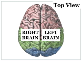Top View



RIGHT LEFT
BRAIN BRAIN
 