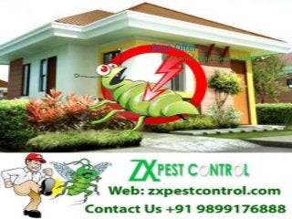 Best Offer
Pest Control Noida | Greater Noida
 
