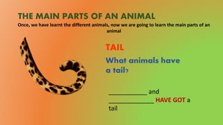 THE MAIN PARTS OF AN ANIMAL
Once, we have learnt the different animals, now we are going to learn the main parts of an
animal
TAIL
What animals have
a tail?
___________ and
_____________ HAVE GOT a
tail
 