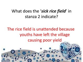 What does the ‘sick rice field’ in
stanza 2 indicate?
The rice field is unattended because
youths have left the village
causing poor yield
 