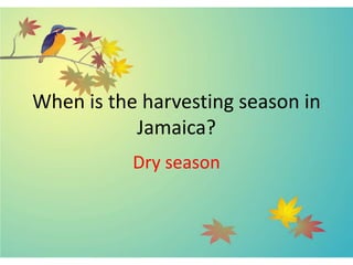 When is the harvesting season in
Jamaica?
Dry season
 