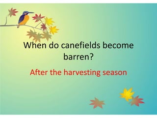 When do canefields become
barren?
After the harvesting season
 