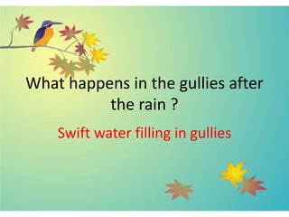 What happens in the gullies after
the rain ?
Swift water filling in gullies
 