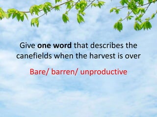 Give one word that describes the
canefields when the harvest is over
Bare/ barren/ unproductive
 