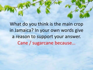 What do you think is the main crop
in Jamaica? In your own words give
a reason to support your answer.
Cane / sugarcane because…
 