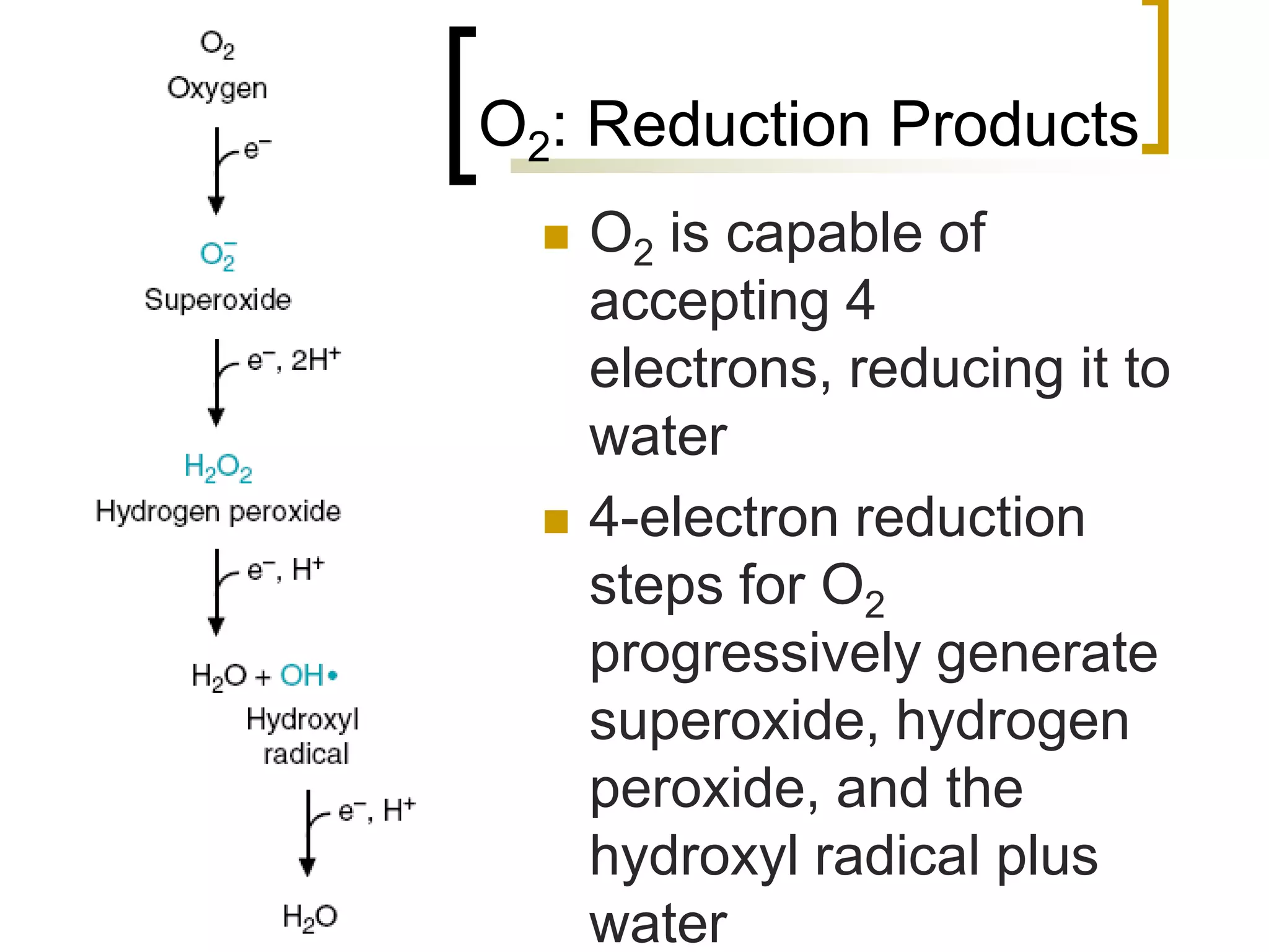 O2: Reduction Products
          O2 is capable of
           accepting 4
           electrons, reducing it to
           water
          4-electron reduction
           steps for O2
           progressively generate
           superoxide, hydrogen
           peroxide, and the
           hydroxyl radical plus
12         water
 