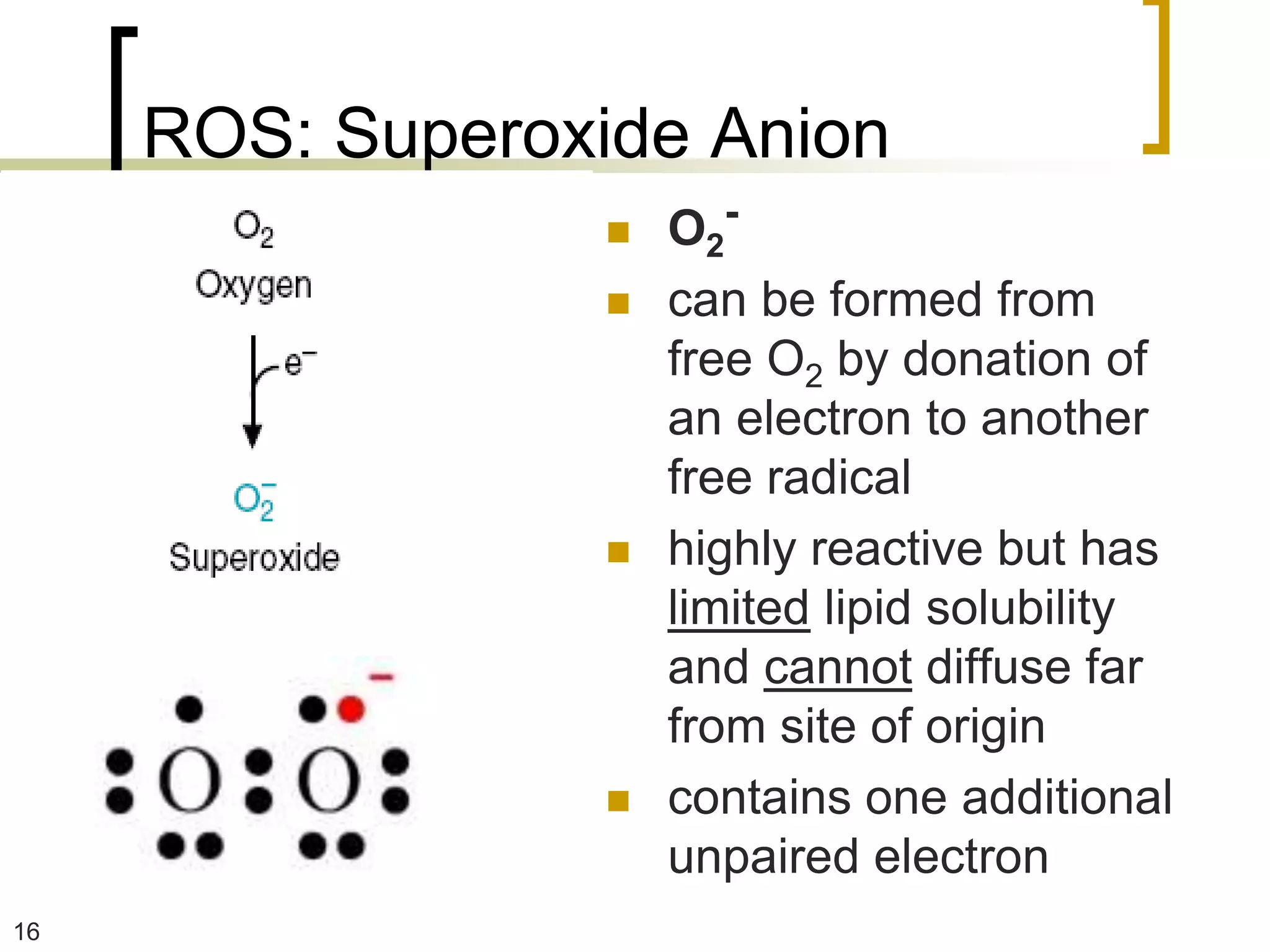 ROS: Superoxide Anion
                    O2-
                    can be formed from
                     free O2 by donation of
                     an electron to another
                     free radical
                    highly reactive but has
                     limited lipid solubility
                     and cannot diffuse far
                     from site of origin
                    contains one additional
                     unpaired electron
16
 