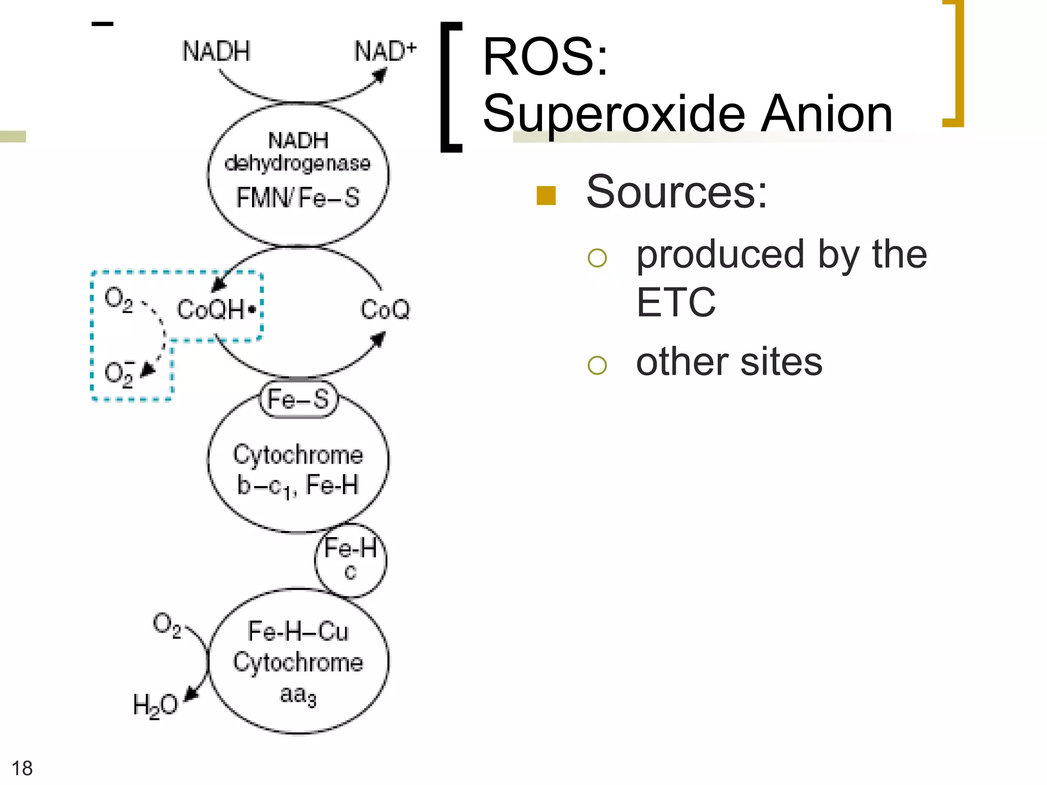 ROS:
     Superoxide Anion
          Sources:
              produced by the
               ETC
              other sites




18
 