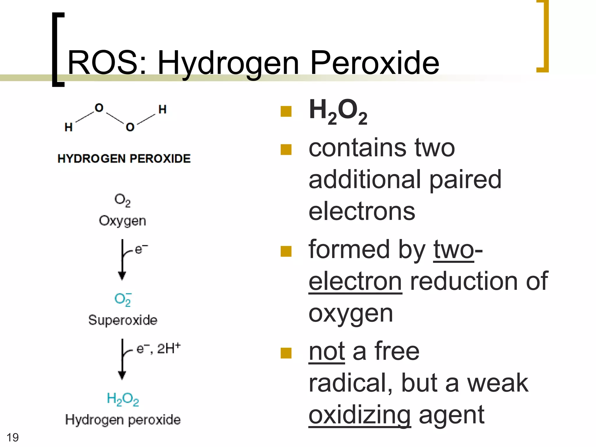 ROS: Hydrogen Peroxide
                    H 2O 2
                    contains two
                     additional paired
                     electrons
                    formed by two-
                     electron reduction of
                     oxygen
                    not a free
                     radical, but a weak
                     oxidizing agent
19
 