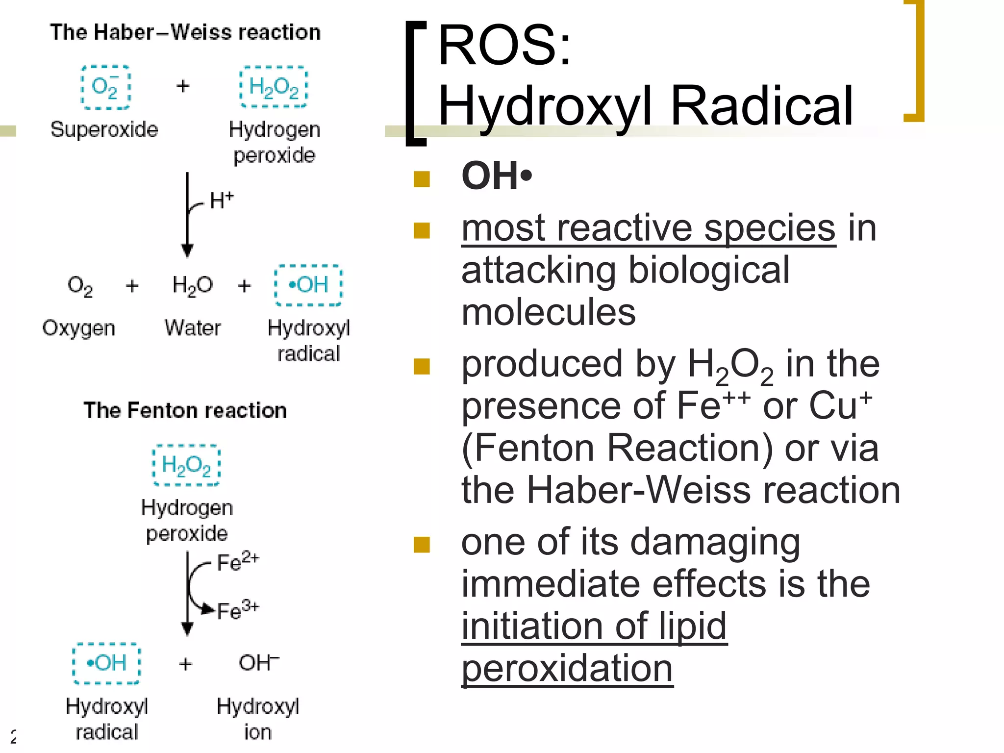 ROS:
         Hydroxyl Radical
        OH•
        most reactive species in
         attacking biological
         molecules
        produced by H2O2 in the
         presence of Fe++ or Cu+
         (Fenton Reaction) or via
         the Haber-Weiss reaction
        one of its damaging
         immediate effects is the
         initiation of lipid
         peroxidation
22
 