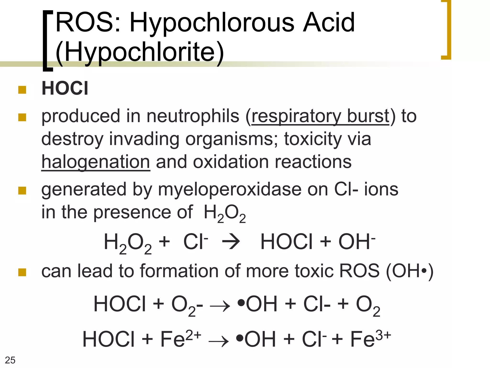 ROS: Hypochlorous Acid
          (Hypochlorite)
        HOCl
        produced in neutrophils (respiratory burst) to
         destroy invading organisms; toxicity via
         halogenation and oxidation reactions
        generated by myeloperoxidase on Cl- ions
         in the presence of H2O2
                H2O2 + Cl-  HOCl + OH-
        can lead to formation of more toxic ROS (OH•)
               HOCl + O2-       •OH + Cl- + O2
             HOCl + Fe2+        •OH + Cl- + Fe3+
25
 