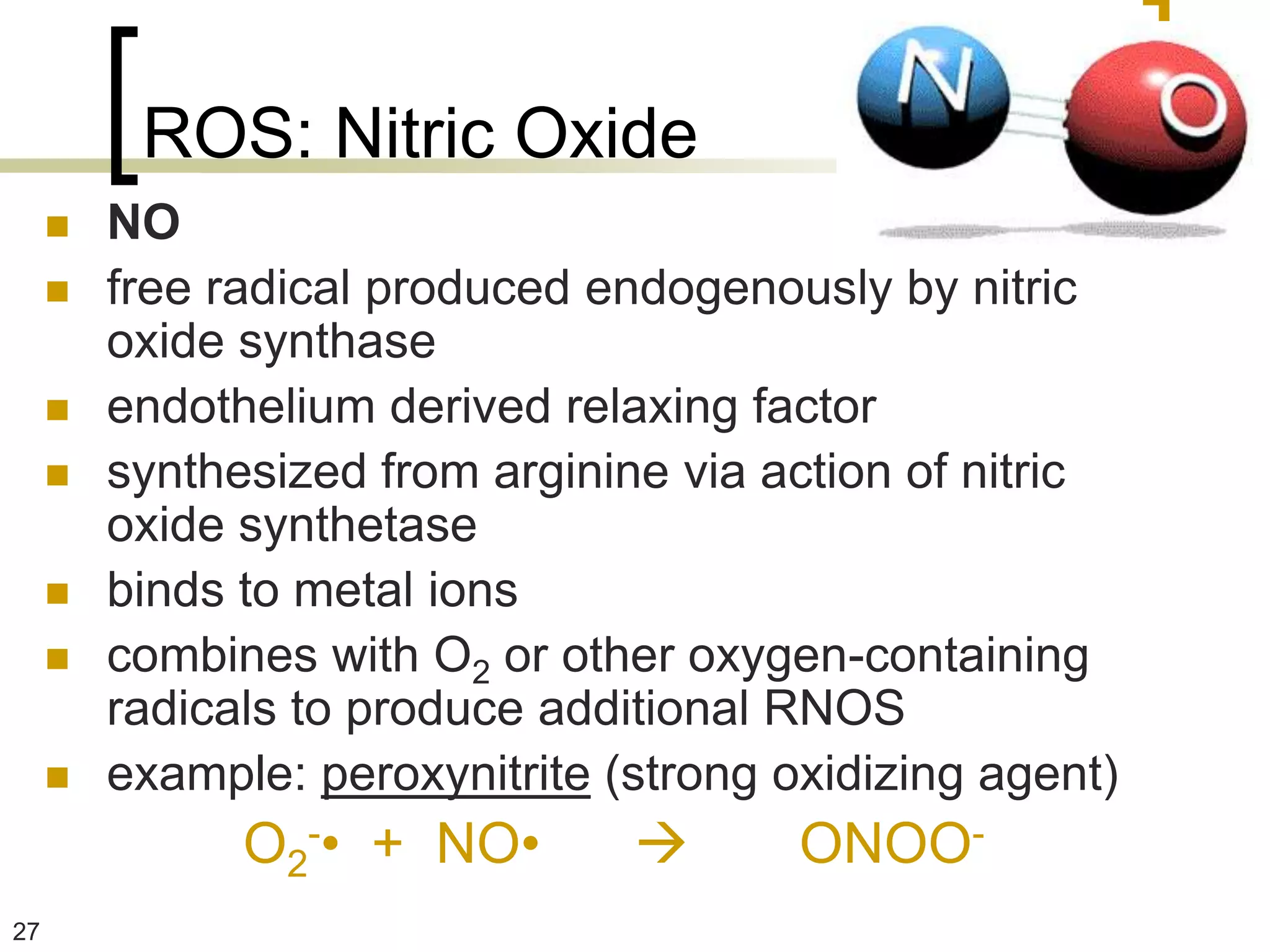 ROS: Nitric Oxide
        NO
        free radical produced endogenously by nitric
         oxide synthase
        endothelium derived relaxing factor
        synthesized from arginine via action of nitric
         oxide synthetase
        binds to metal ions
        combines with O2 or other oxygen-containing
         radicals to produce additional RNOS
        example: peroxynitrite (strong oxidizing agent)
               O2-• + NO•               ONOO-
27
 