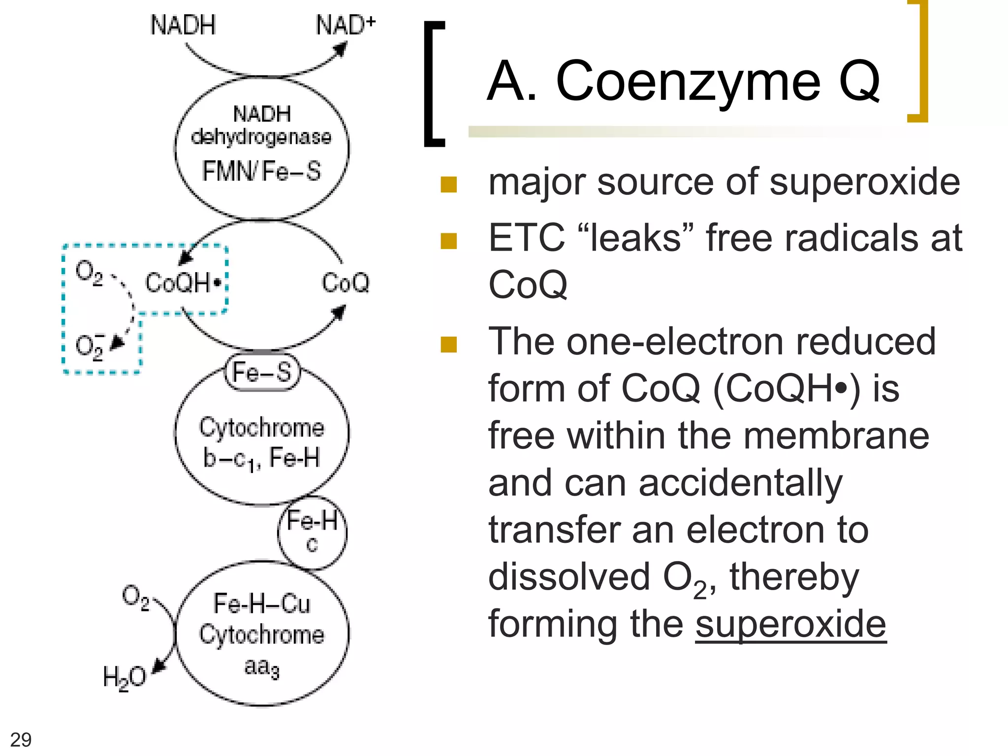 A. Coenzyme Q
        major source of superoxide
        ETC “leaks” free radicals at
         CoQ
        The one-electron reduced
         form of CoQ (CoQH•) is
         free within the membrane
         and can accidentally
         transfer an electron to
         dissolved O2, thereby
         forming the superoxide

29
 