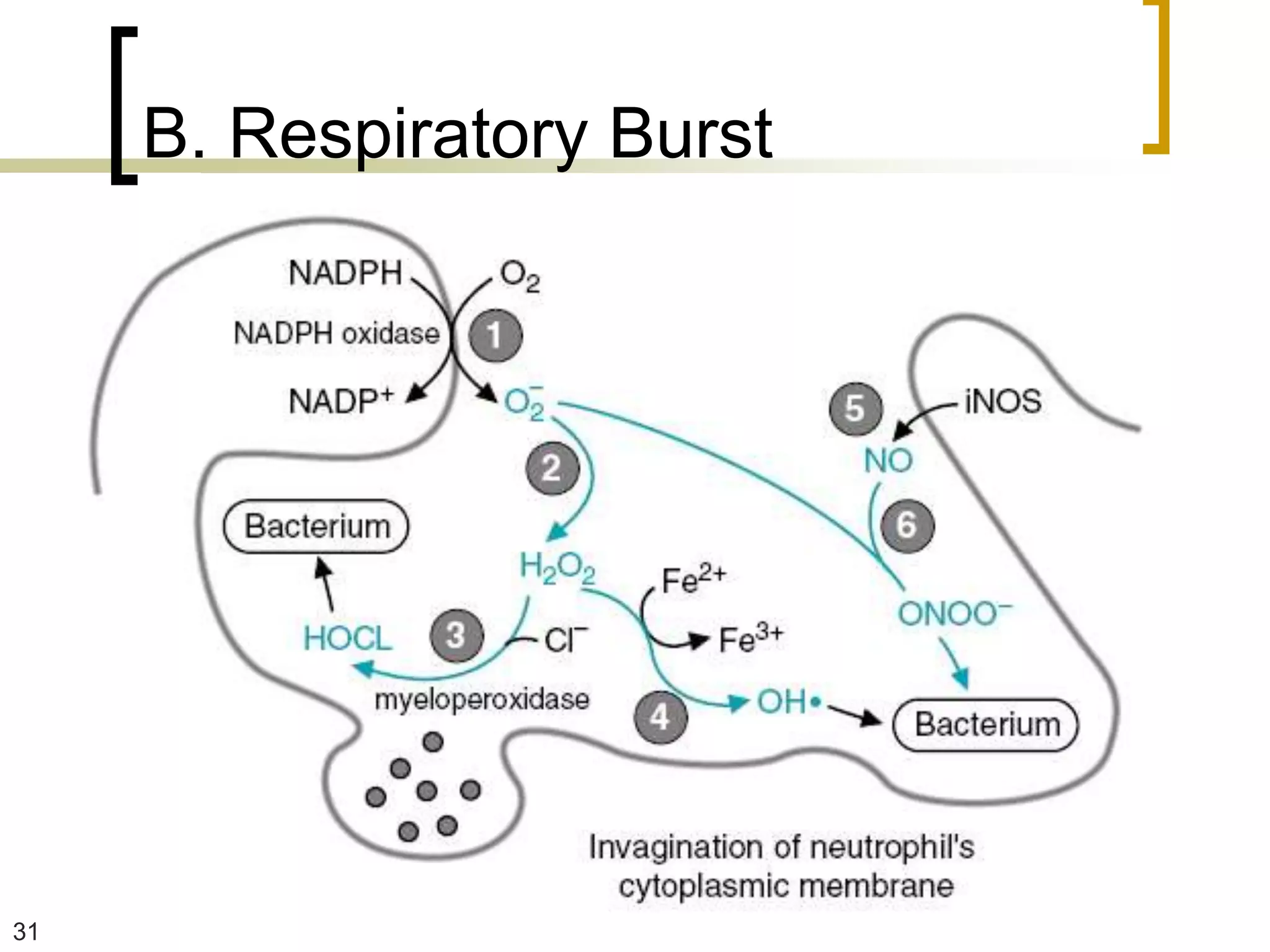 B. Respiratory Burst




31
 