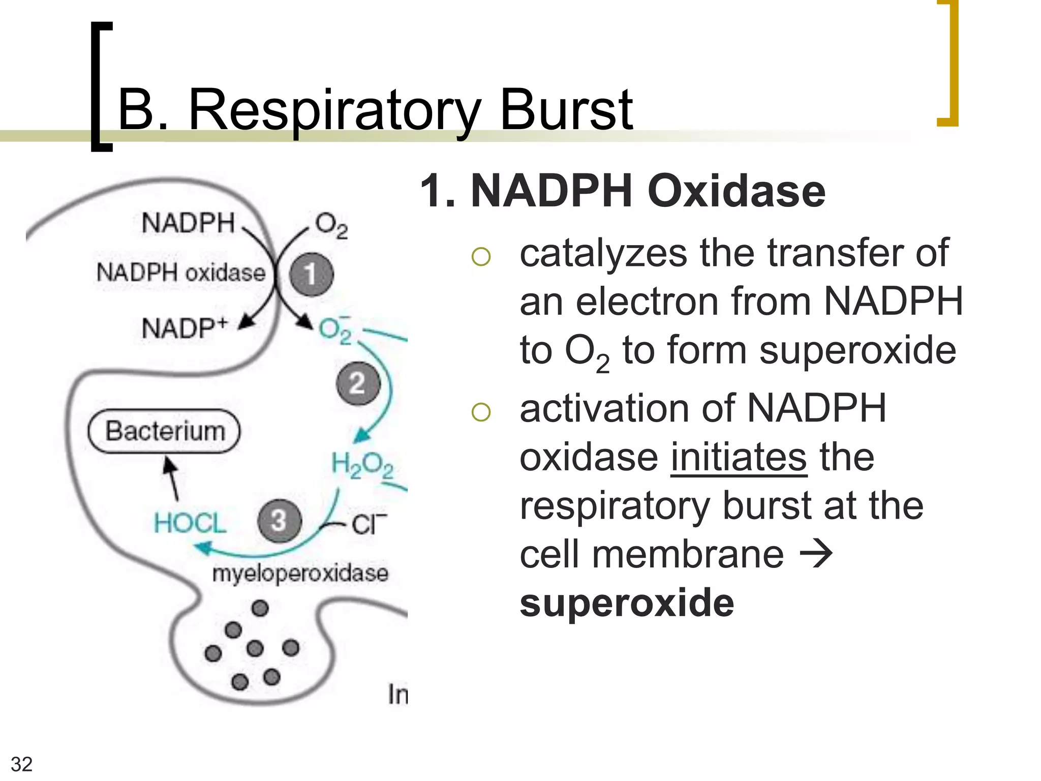 B. Respiratory Burst
                1. NADPH Oxidase
                     catalyzes the transfer of
                      an electron from NADPH
                      to O2 to form superoxide
                     activation of NADPH
                      oxidase initiates the
                      respiratory burst at the
                      cell membrane 
                      superoxide


32
 