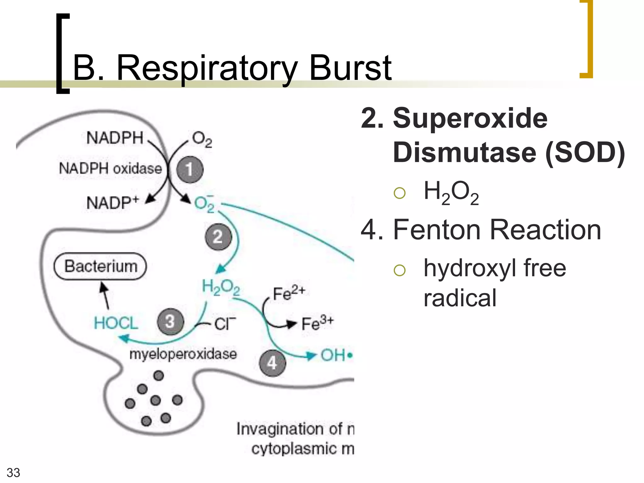 B. Respiratory Burst
                       2. Superoxide
                          Dismutase (SOD)
                               H2O2
                       4. Fenton Reaction
                               hydroxyl free
                                radical




33
 