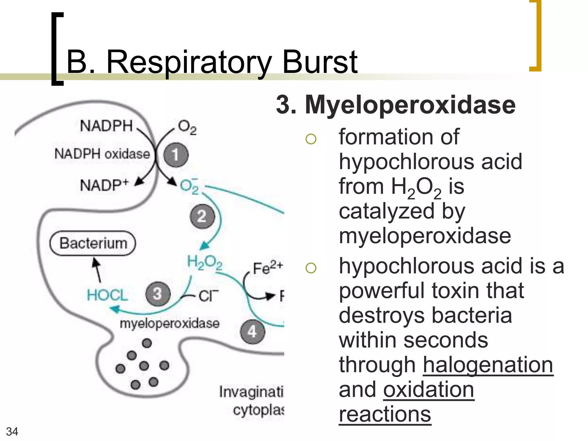 B. Respiratory Burst
                   3. Myeloperoxidase
                        formation of
                         hypochlorous acid
                         from H2O2 is
                         catalyzed by
                         myeloperoxidase
                        hypochlorous acid is a
                         powerful toxin that
                         destroys bacteria
                         within seconds
                         through halogenation
                         and oxidation
                         reactions
34
 