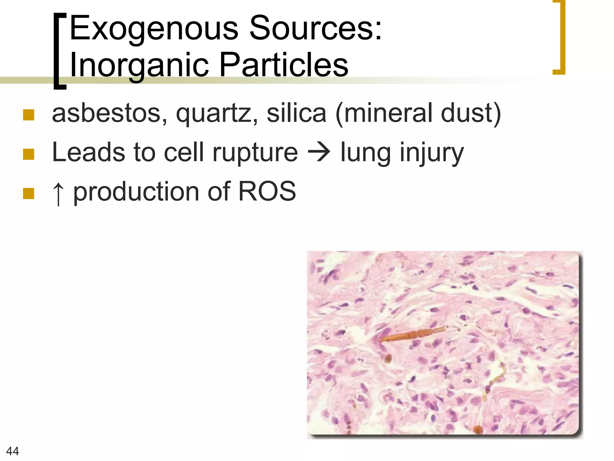 Exogenous Sources:
          Inorganic Particles
        asbestos, quartz, silica (mineral dust)
        Leads to cell rupture  lung injury
        ↑ production of ROS




44
 