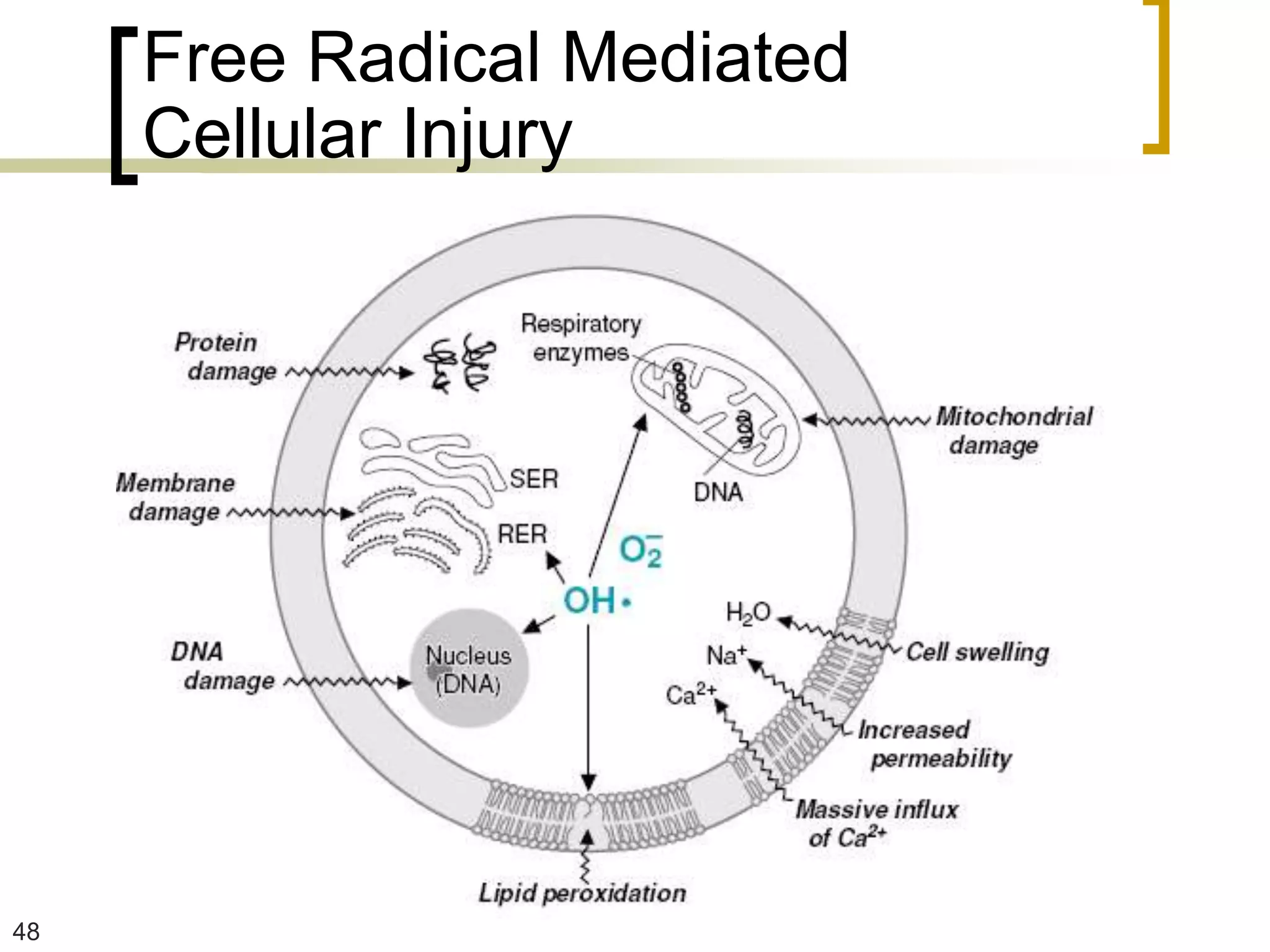 Free Radical Mediated
     Cellular Injury




48
 