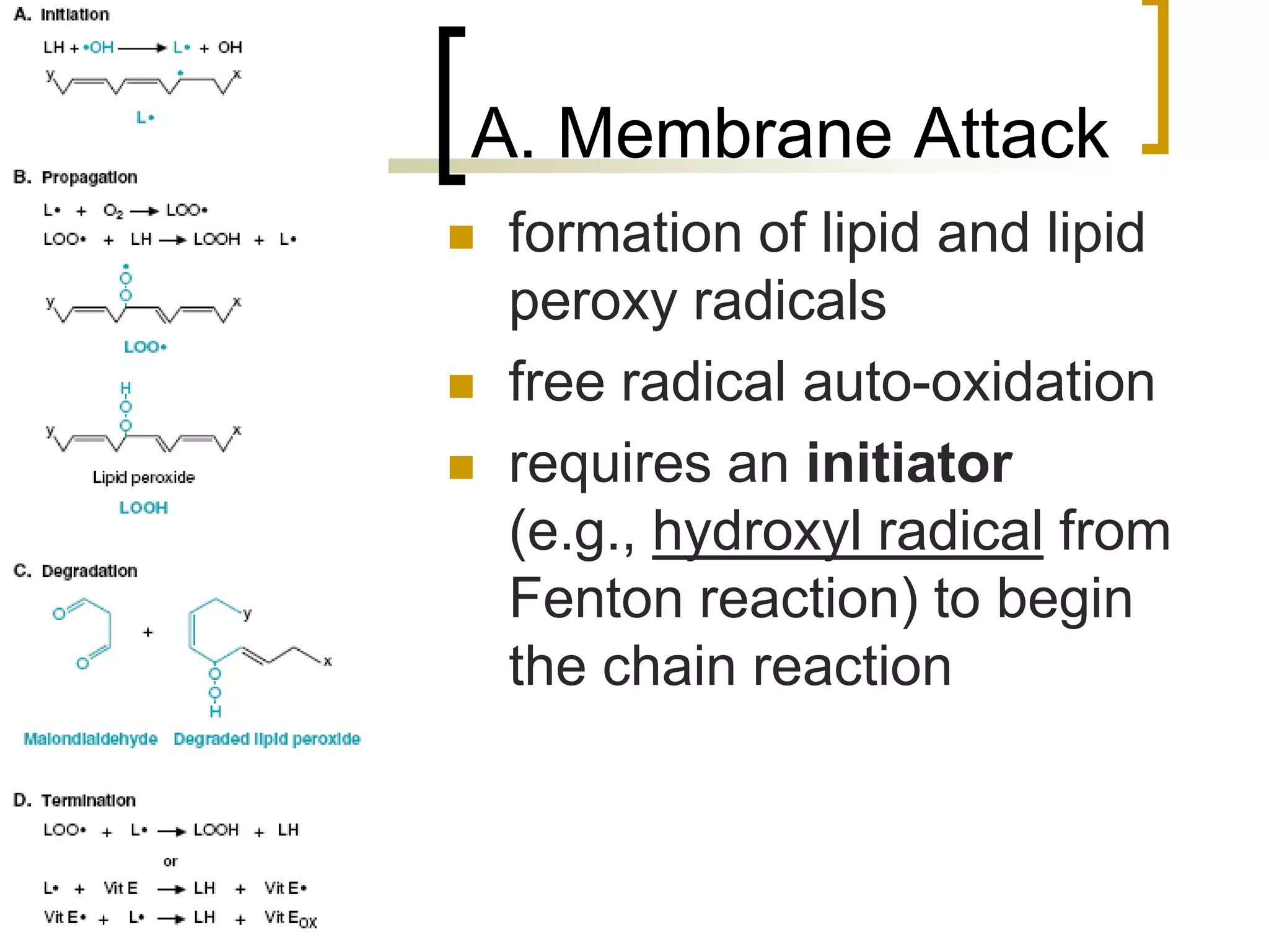 A. Membrane Attack
        formation of lipid and lipid
         peroxy radicals
        free radical auto-oxidation
        requires an initiator
         (e.g., hydroxyl radical from
         Fenton reaction) to begin
         the chain reaction



50
 
