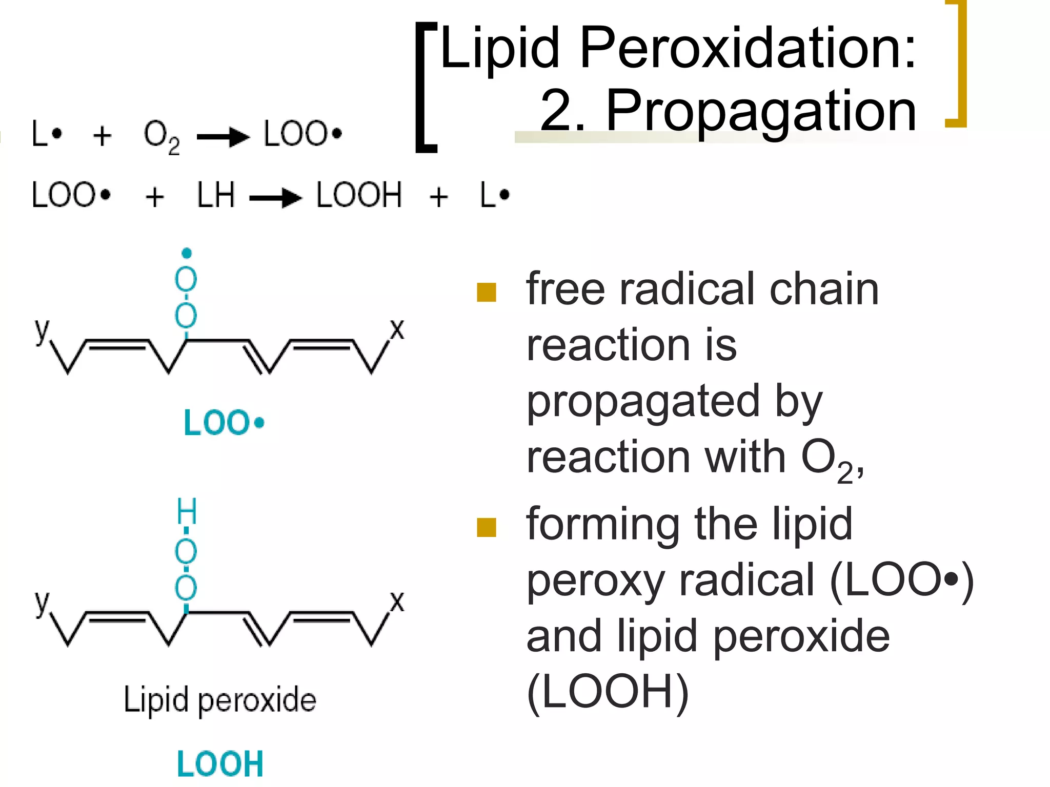Lipid Peroxidation:
         2. Propagation

         free radical chain
          reaction is
          propagated by
          reaction with O2,
         forming the lipid
          peroxy radical (LOO•)
          and lipid peroxide
          (LOOH)
52
 