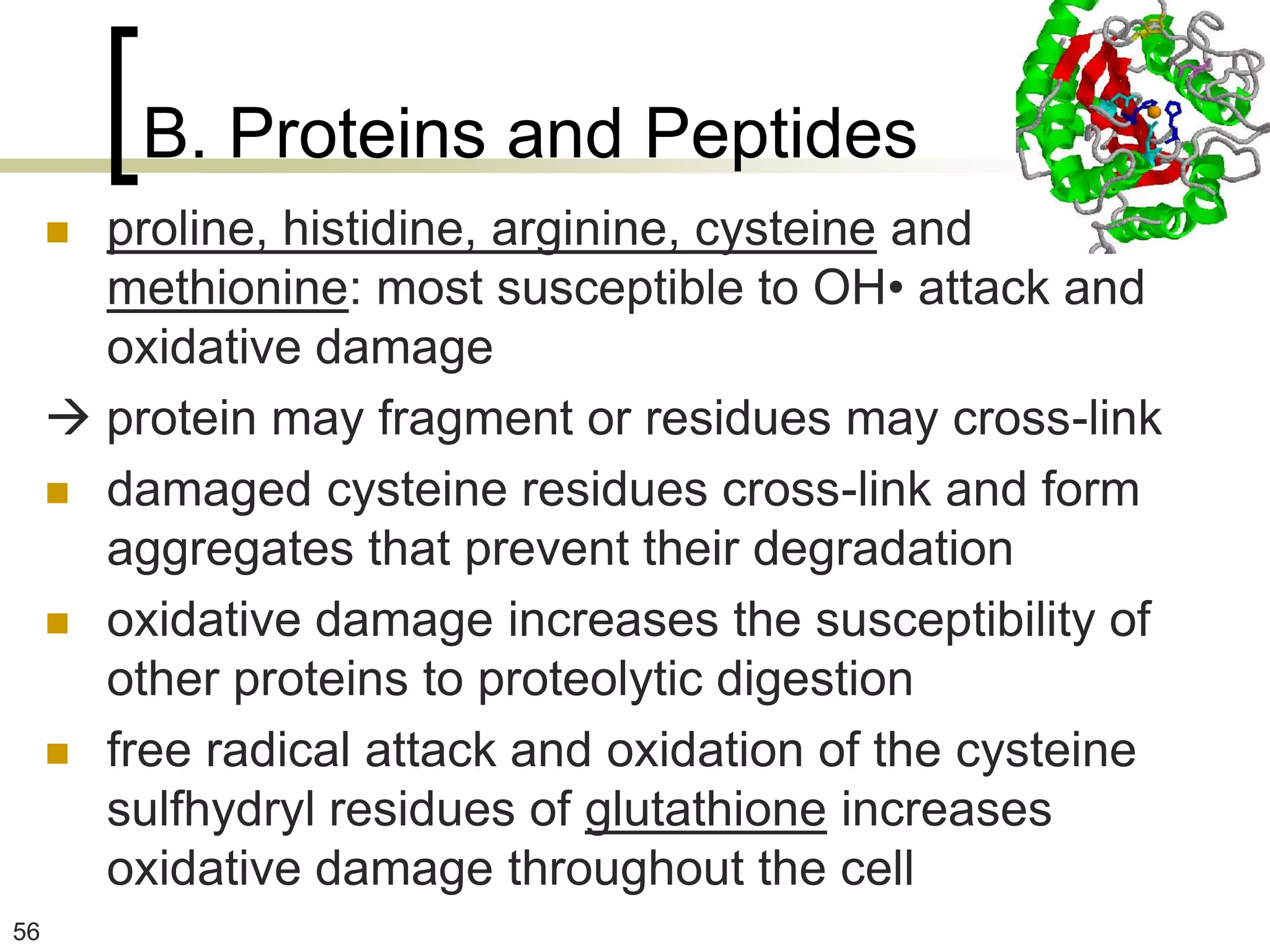 B. Proteins and Peptides
      proline, histidine, arginine, cysteine and
       methionine: most susceptible to OH• attack and
       oxidative damage
      protein may fragment or residues may cross-link
      damaged cysteine residues cross-link and form
       aggregates that prevent their degradation
      oxidative damage increases the susceptibility of
       other proteins to proteolytic digestion
      free radical attack and oxidation of the cysteine
       sulfhydryl residues of glutathione increases
       oxidative damage throughout the cell
56
 
