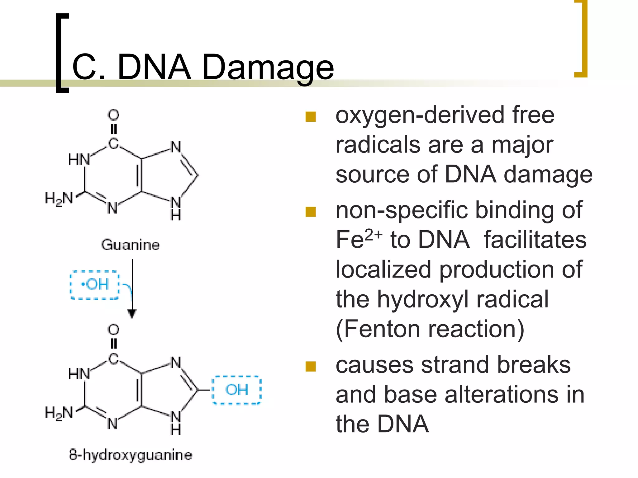 C. DNA Damage
                    oxygen-derived free
                     radicals are a major
                     source of DNA damage
                    non-specific binding of
                     Fe2+ to DNA facilitates
                     localized production of
                     the hydroxyl radical
                     (Fenton reaction)
                    causes strand breaks
                     and base alterations in
                     the DNA
57
 