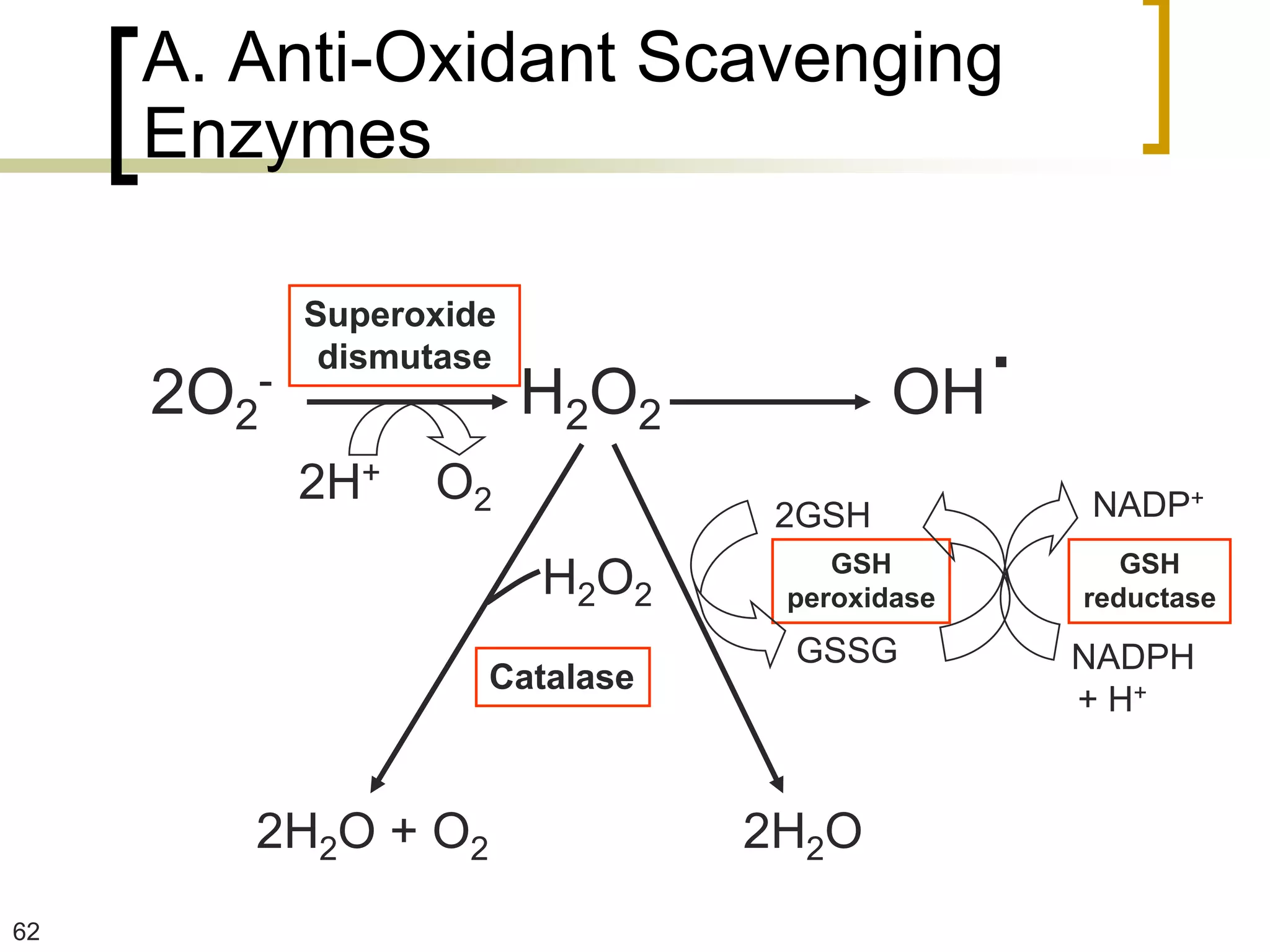 A. Anti-Oxidant Scavenging
     Enzymes


     2O2-
            Superoxide
             dismutase
                         H2O2           OH
                                           .
            2H+   O2                           NADP+
                                 2GSH
                                    GSH           GSH
                         H2O2    peroxidase    reductase
                                 GSSG          NADPH
                     Catalase
                                               + H+


        2H2O + O2               2H2O
62
 