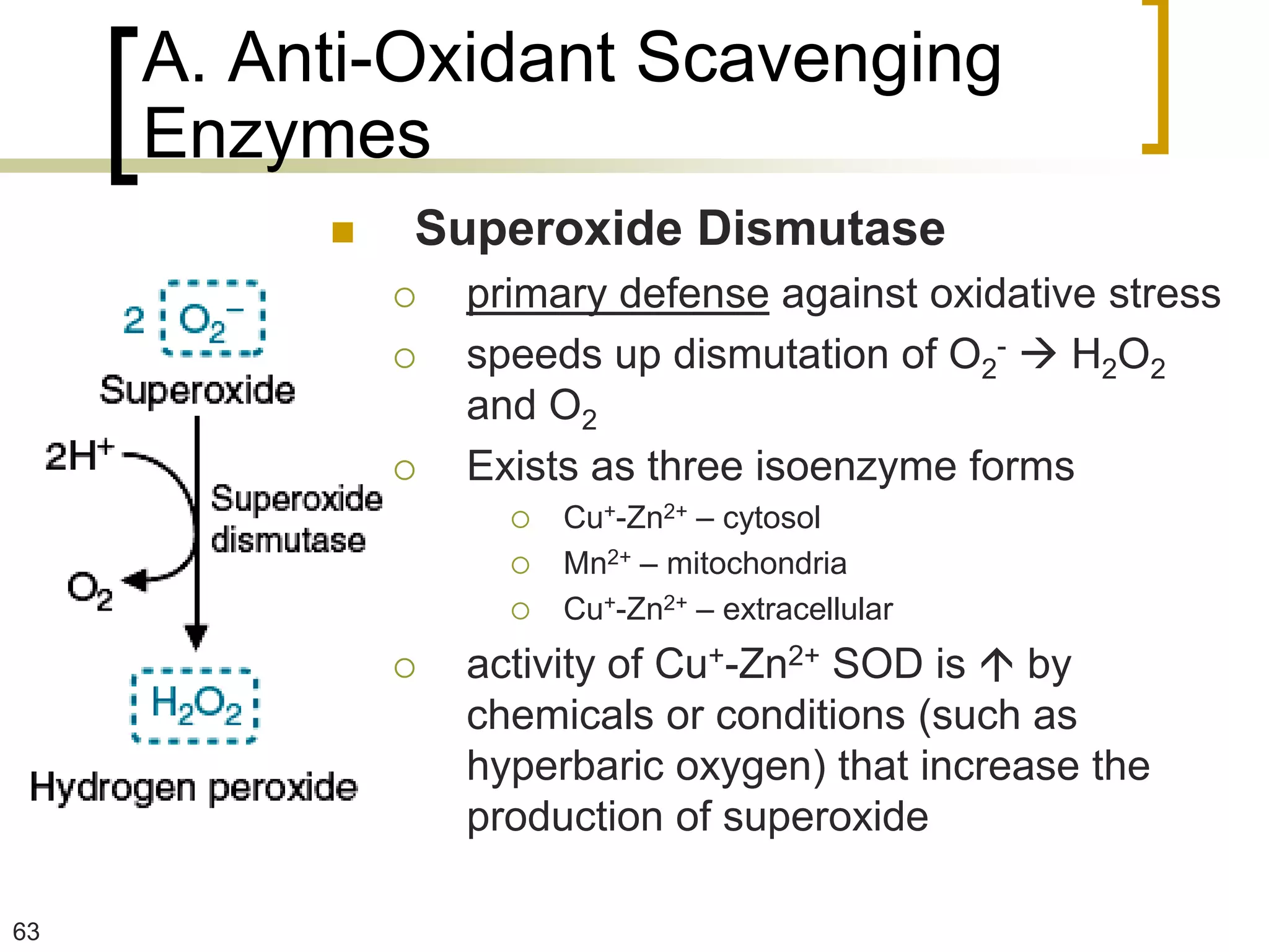 A. Anti-Oxidant Scavenging
     Enzymes
             Superoxide Dismutase
                 primary defense against oxidative stress
                 speeds up dismutation of O2-  H2O2
                  and O2
                 Exists as three isoenzyme forms
                       Cu+-Zn2+ – cytosol
                       Mn2+ – mitochondria
                       Cu+-Zn2+ – extracellular
                 activity of Cu+-Zn2+ SOD is  by
                  chemicals or conditions (such as
                  hyperbaric oxygen) that increase the
                  production of superoxide

63
 