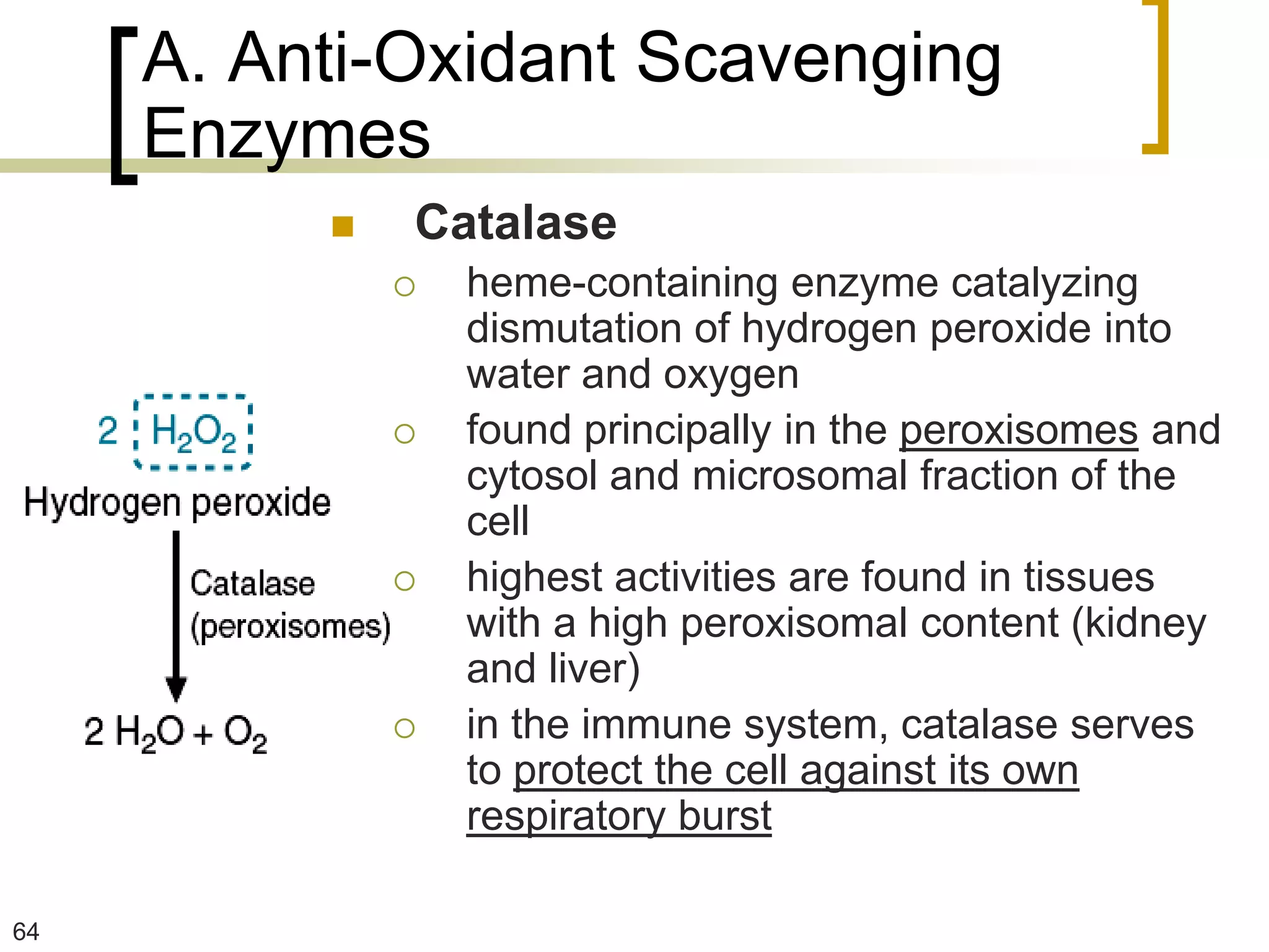 A. Anti-Oxidant Scavenging
     Enzymes
             Catalase
                 heme-containing enzyme catalyzing
                  dismutation of hydrogen peroxide into
                  water and oxygen
                 found principally in the peroxisomes and
                  cytosol and microsomal fraction of the
                  cell
                 highest activities are found in tissues
                  with a high peroxisomal content (kidney
                  and liver)
                 in the immune system, catalase serves
                  to protect the cell against its own
                  respiratory burst

64
 