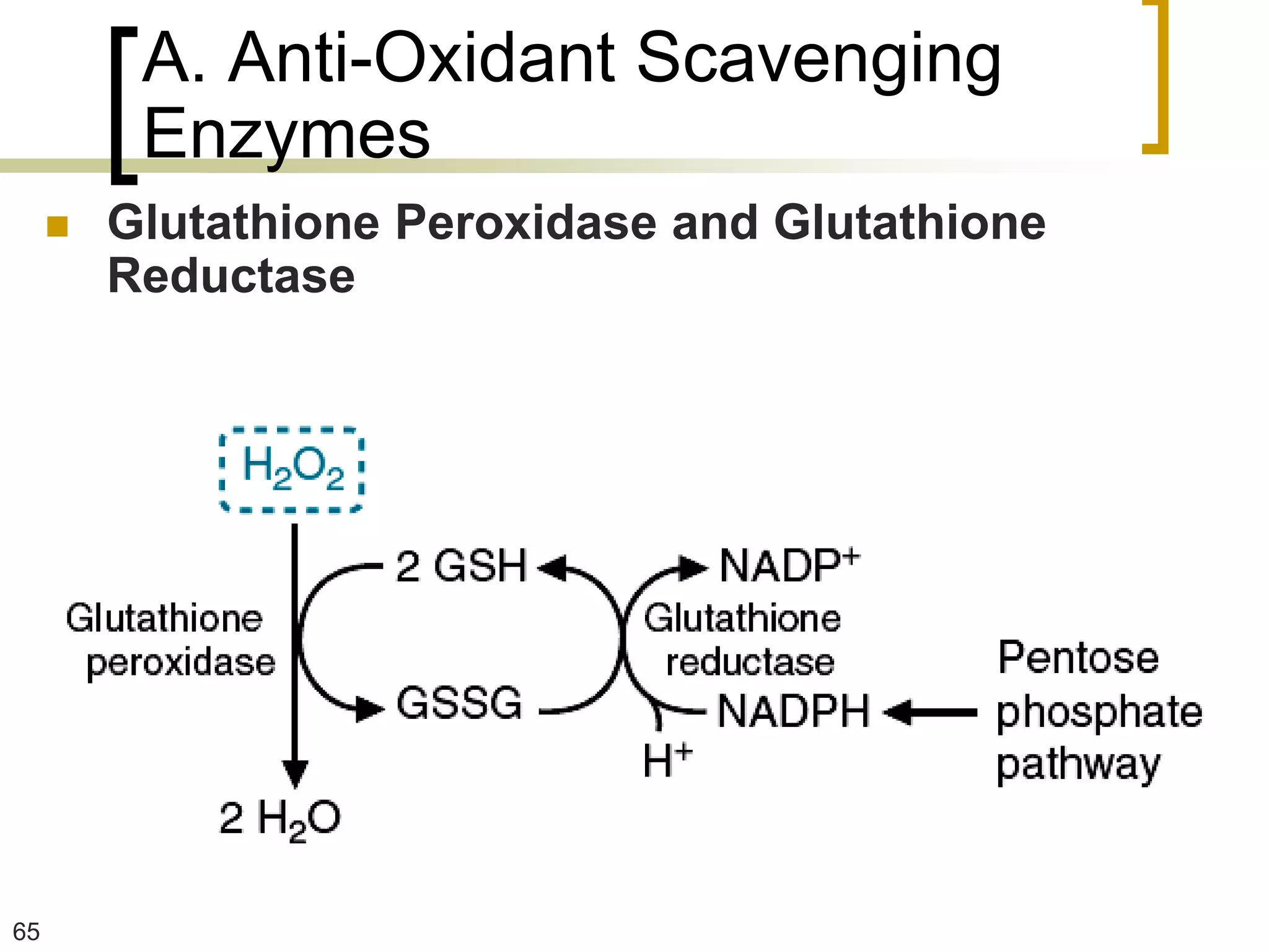 A. Anti-Oxidant Scavenging
          Enzymes
        Glutathione Peroxidase and Glutathione
         Reductase




65
 