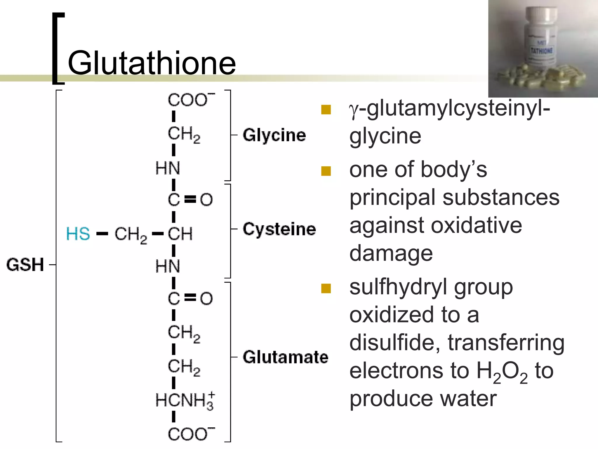 Glutathione
                       -glutamylcysteinyl-
                       glycine
                      one of body’s
                       principal substances
                       against oxidative
                       damage
                      sulfhydryl group
                       oxidized to a
                       disulfide, transferring
                       electrons to H2O2 to
                       produce water
66
 