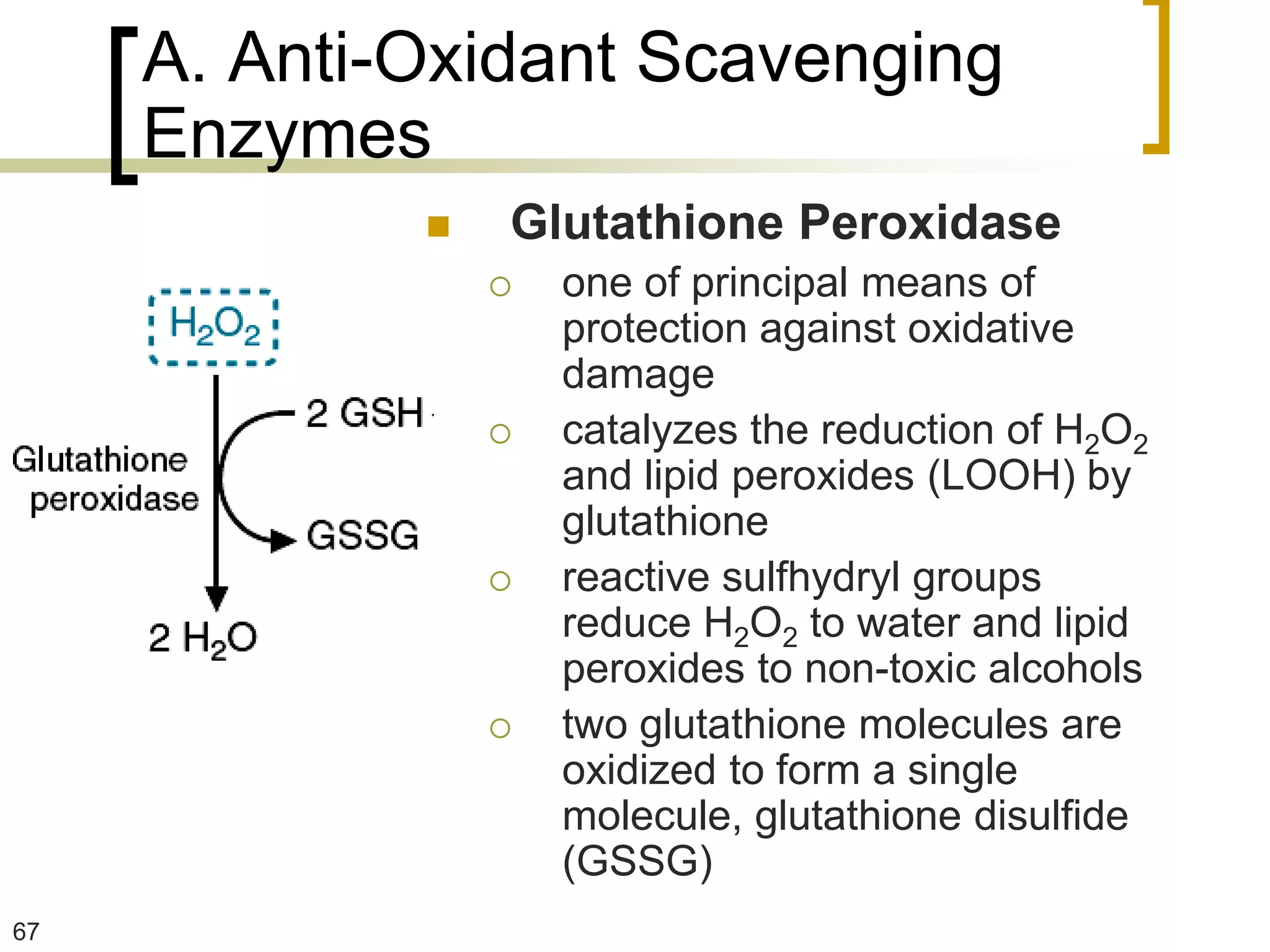 A. Anti-Oxidant Scavenging
     Enzymes
                Glutathione Peroxidase
                    one of principal means of
                     protection against oxidative
                     damage
                    catalyzes the reduction of H2O2
                     and lipid peroxides (LOOH) by
                     glutathione
                    reactive sulfhydryl groups
                     reduce H2O2 to water and lipid
                     peroxides to non-toxic alcohols
                    two glutathione molecules are
                     oxidized to form a single
                     molecule, glutathione disulfide
                     (GSSG)
67
 