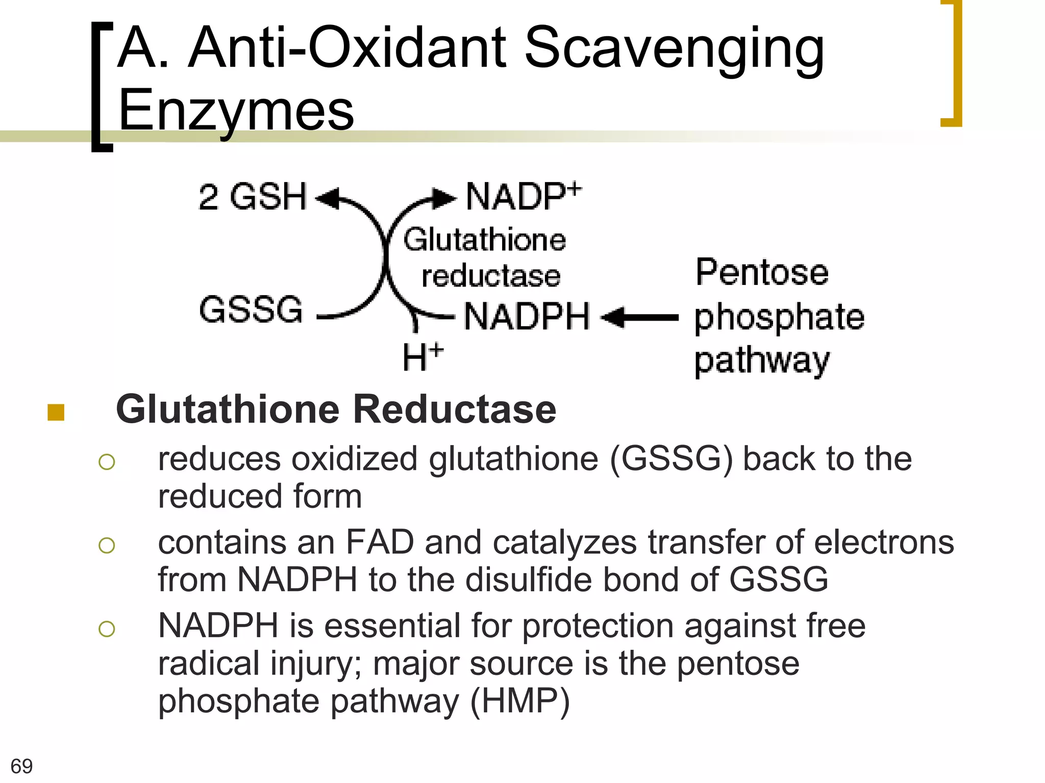 A. Anti-Oxidant Scavenging
             Enzymes




        Glutathione Reductase
             reduces oxidized glutathione (GSSG) back to the
              reduced form
             contains an FAD and catalyzes transfer of electrons
              from NADPH to the disulfide bond of GSSG
             NADPH is essential for protection against free
              radical injury; major source is the pentose
              phosphate pathway (HMP)
69
 