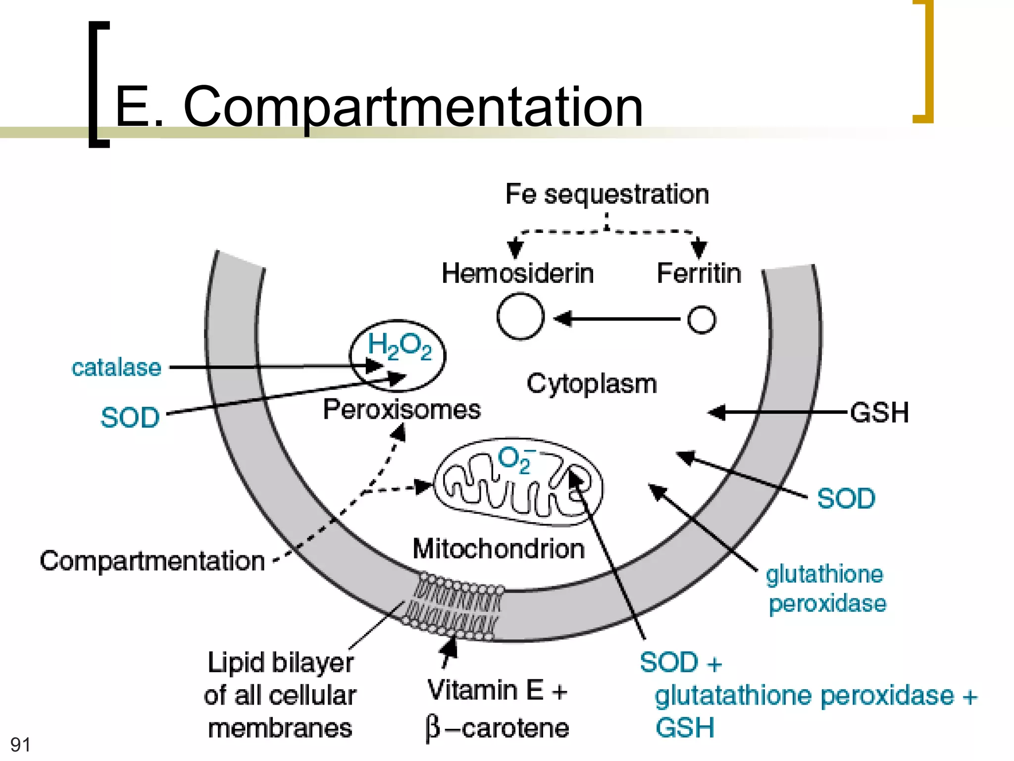 E. Compartmentation




91
 