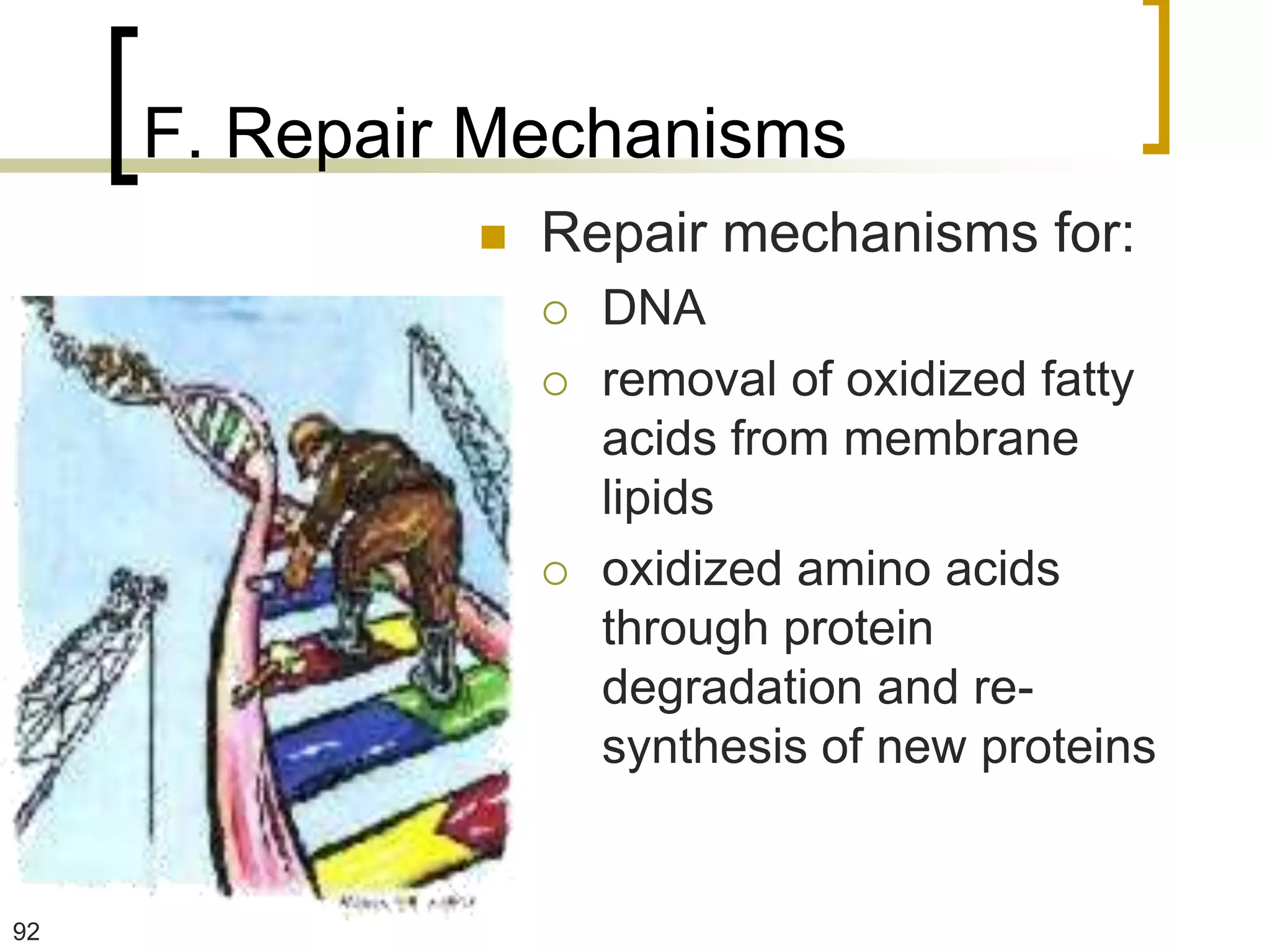 F. Repair Mechanisms
                 Repair mechanisms for:
                     DNA
                     removal of oxidized fatty
                      acids from membrane
                      lipids
                     oxidized amino acids
                      through protein
                      degradation and re-
                      synthesis of new proteins


92
 