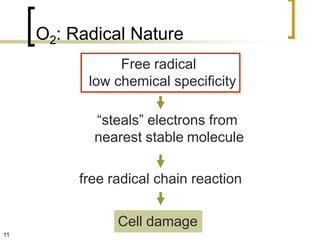 O2: Radical Nature
                Free radical
           low chemical specificity

            “steals” electrons from
            nearest stable molecule

          free radical chain reaction

                Cell damage
11
 