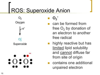 ROS: Superoxide Anion
                    O2-
                    can be formed from
                     free O2 by donation of
                     an electron to another
                     free radical
                    highly reactive but has
                     limited lipid solubility
                     and cannot diffuse far
                     from site of origin
                    contains one additional
                     unpaired electron
16
 