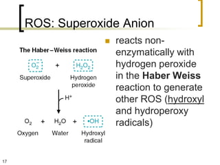 ROS: Superoxide Anion
                    reacts non-
                     enzymatically with
                     hydrogen peroxide
                     in the Haber Weiss
                     reaction to generate
                     other ROS (hydroxyl
                     and hydroperoxy
                     radicals)


17
 