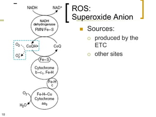 ROS:
     Superoxide Anion
          Sources:
              produced by the
               ETC
              other sites




18
 
